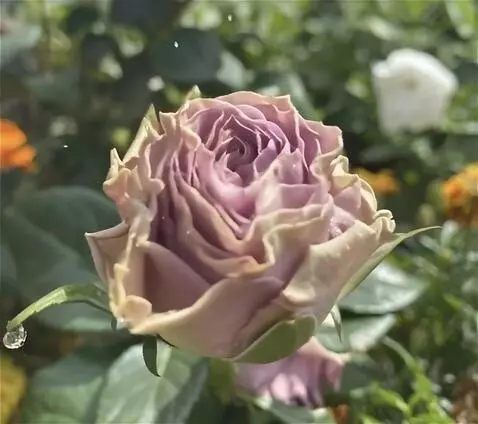 Wan 2.5 Preview video