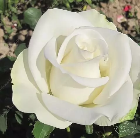 Wan 2.5 Preview video