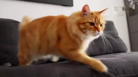 AI Video from prompt: Ultra-realistic 5-second TikTok-style video. A c