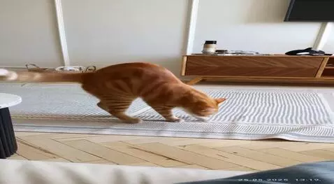 AI Video from prompt: The cat is dancing a break dance