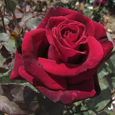 Wan 2.5 Preview video