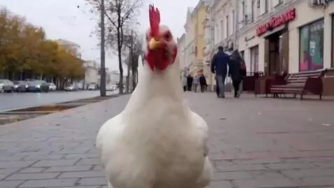 AI Video from prompt: Белая курица бежит по городу Саранск. Бешено огл