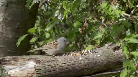 AI Video from prompt: Коллибри использует навык супер скорости и облет