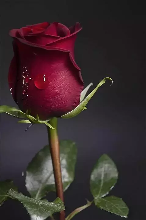 Wan 2.5 Preview video