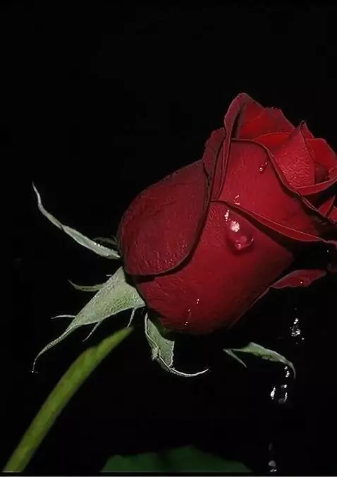 Wan 2.5 Preview video