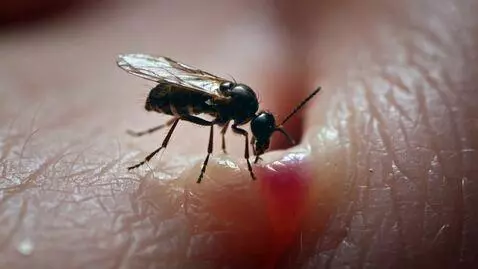 AI Video from prompt: Укусил комар за клитор, Мелкая зараза?