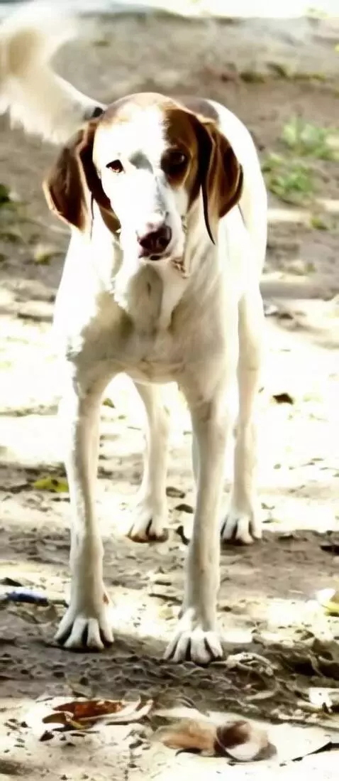 AI Video from prompt: dancing dog happy