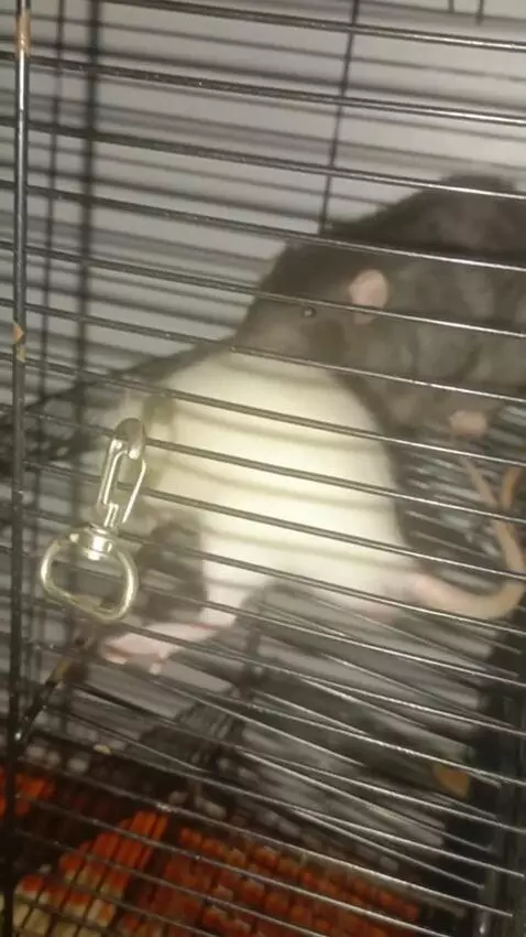 AI Video from prompt: A black rat twirls a white one in its teeth