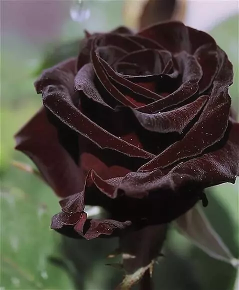 Wan 2.5 Preview video