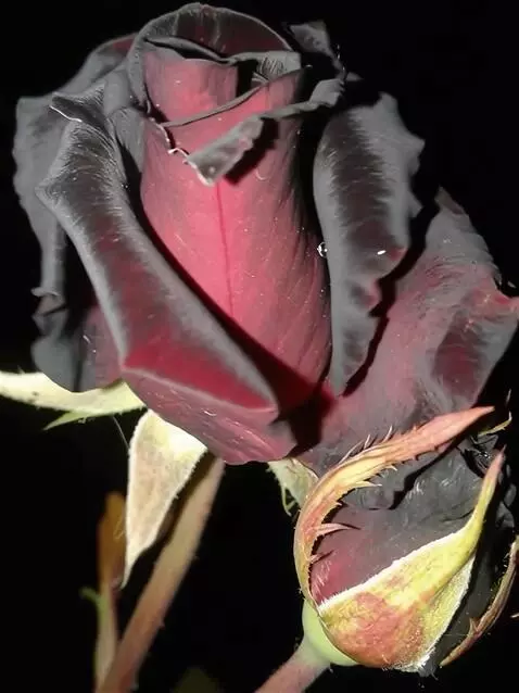 Wan 2.5 Preview video