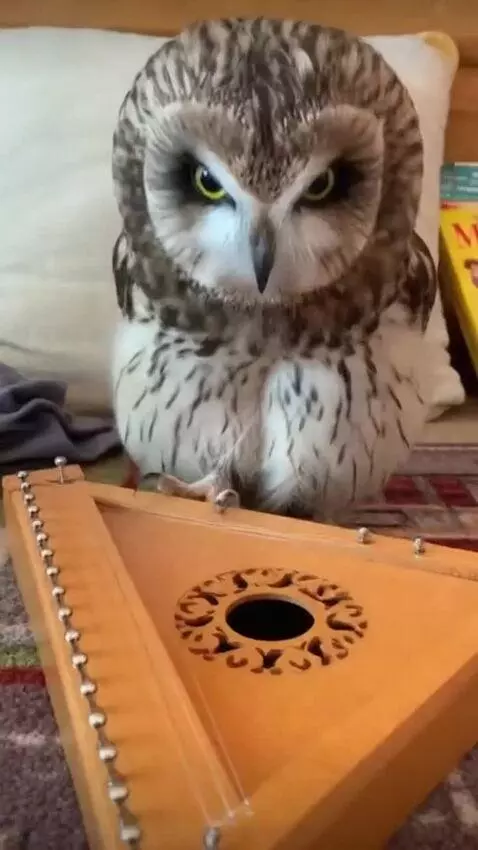 AI Video from prompt: Сова говорит: «дай ка гусельки яровчаты!» и ей д