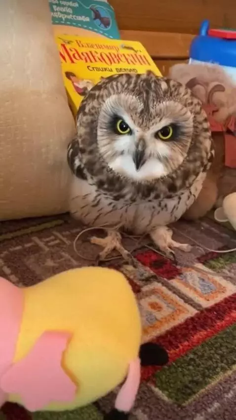 AI Video from prompt: Сова у Рейхстага взятого советами поёт гимн СССР