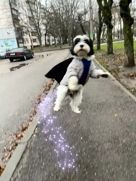 AI Video from prompt: Используя фото собаки, создай образ супергероя-з