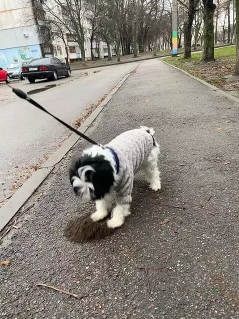 AI Video from prompt: По загруженному фото создать сцену, где собака с