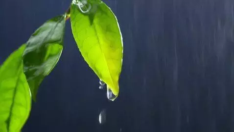 AI Video from prompt: A growing green leave rain falling on it and glo