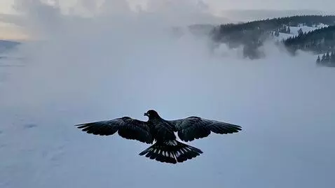 AI Video from prompt: A black crow flies low over a vast snowy steppe,