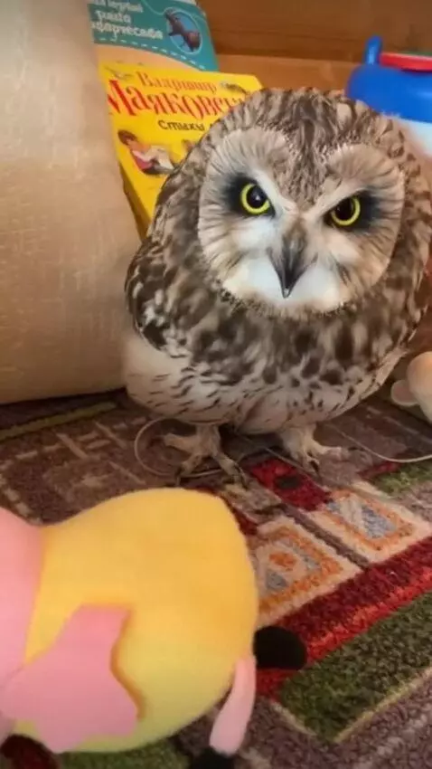 AI Video from prompt: Сова говорит: «Щас я создам лекарство от рака»,д