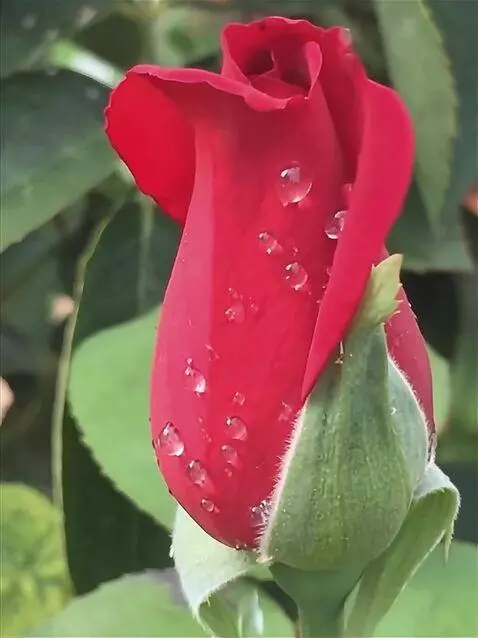 Wan 2.5 Preview video