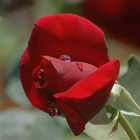 Wan 2.5 Preview video