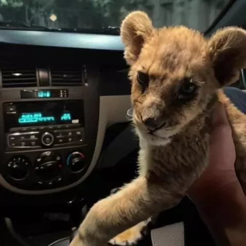 AI Video from prompt: Livecutelive