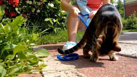 AI Video from prompt: walking cat forming to girl