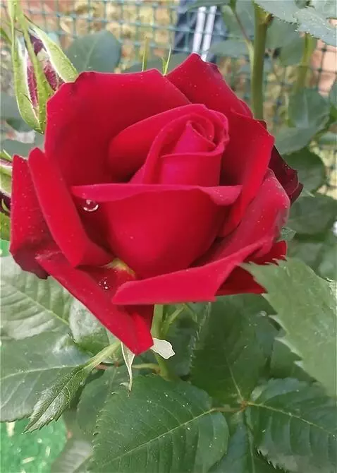 Wan 2.5 Preview video