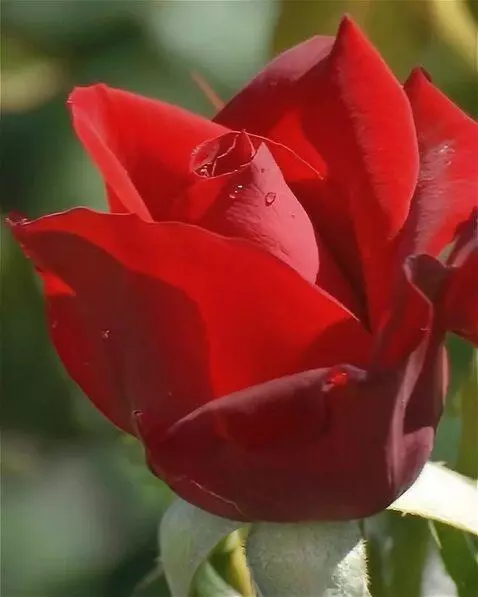 Wan 2.5 Preview video