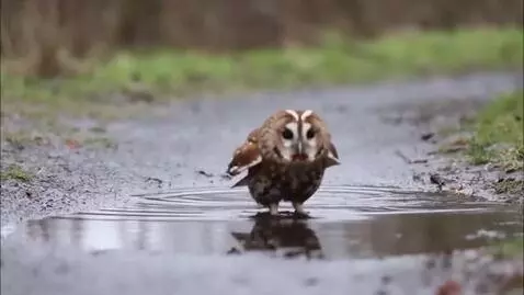 AI Video from prompt: Сова прыгает на луже