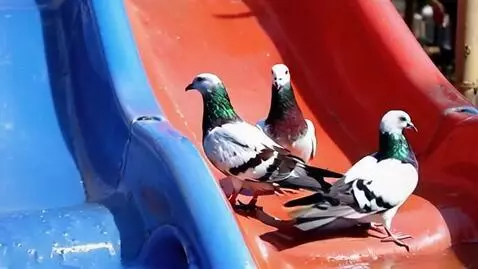 AI Video from prompt: Pigeons riding on water slides