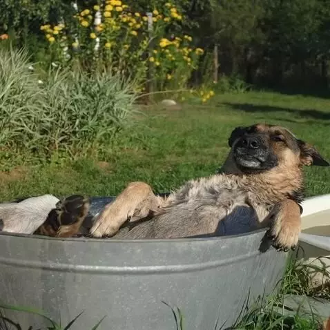 AI Video from prompt: the dog is lying quietly in the bathroom, flower