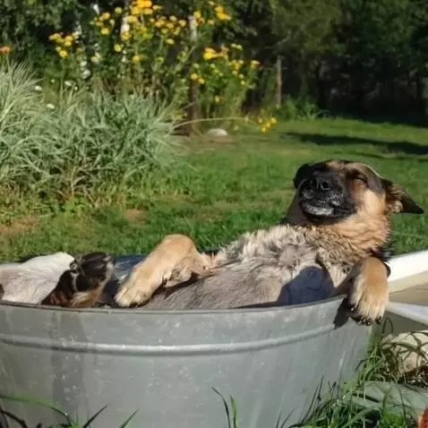 AI Video from prompt: the dog is lying quietly in the bathroom, flower