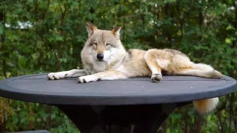 AI Video from prompt: Вот и прошел почти год, осталс Вот и прошел почт