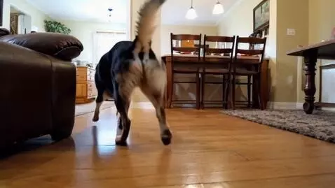 AI Video from prompt: собака бегает за кошкой вокруг дома