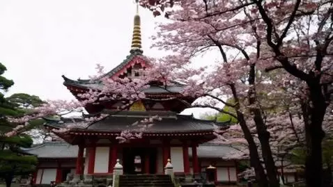 AI Video from prompt: задний фон зелённый, листья сакуры от левой стор