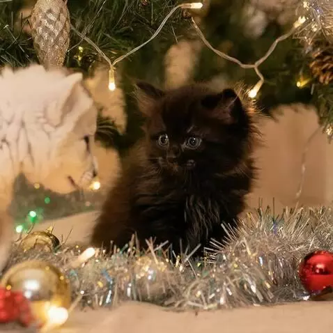 AI Video from prompt: A white lion cub approaches and sits next to you