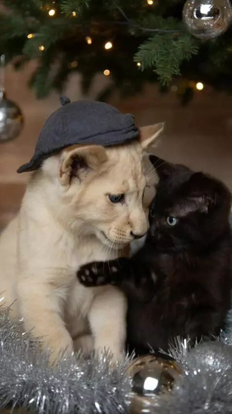 AI Video from prompt: Мило играют друг с другом