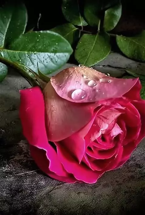 Wan 2.5 Preview video