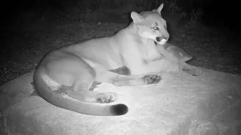 AI Video from prompt: CCTV night vision, grayscale. A puma rests on a 