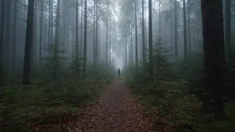 AI Video from prompt: Туман в лесу. Атмосфера сапиенса. Кинематогрофич