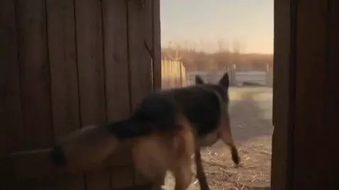 AI Video from prompt: собака просыпается в доме на окраине села возле 