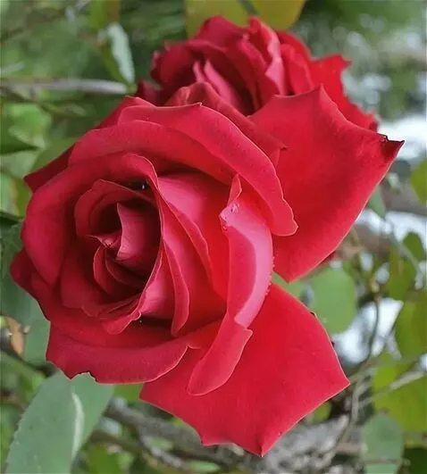 AI Video from prompt: на ветру качается роза в капли воды