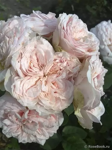 AI Video from prompt: на ветру качается роза в капли воды