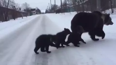 AI Video from prompt: a bear mother is walking along a snow-covered st