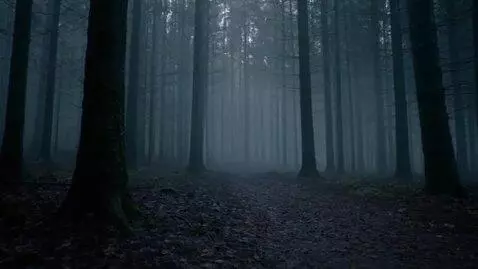 AI Video from prompt: In a misty forest, shadowy silhouettes dart past