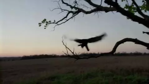 AI Video from prompt: A raven circles the tree and lands on a branch, 