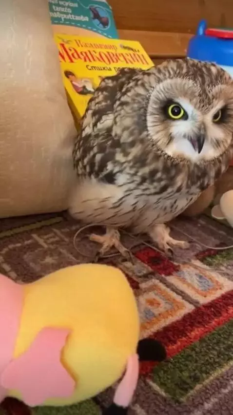 AI Video from prompt: The Owl General and its soldiers are owls stormi