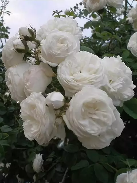 Wan 2.5 Preview video