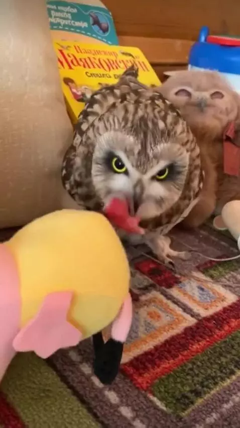 AI Video from prompt: Owls and owls similar to her eat in a tank and s
