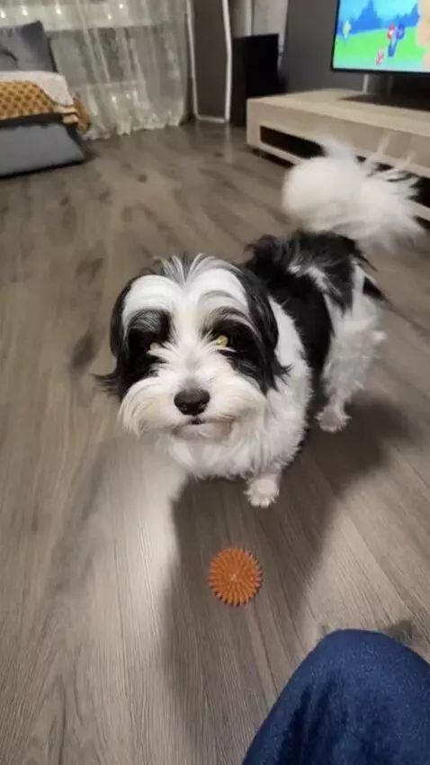 AI Video from prompt: Use the attached photo of the dog as the main ch