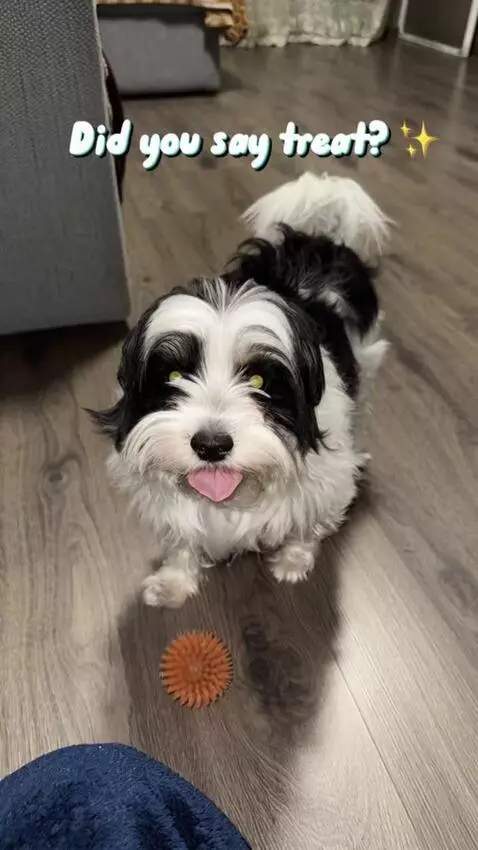 AI Video from prompt: Using the provided photo of the dog, create a sh